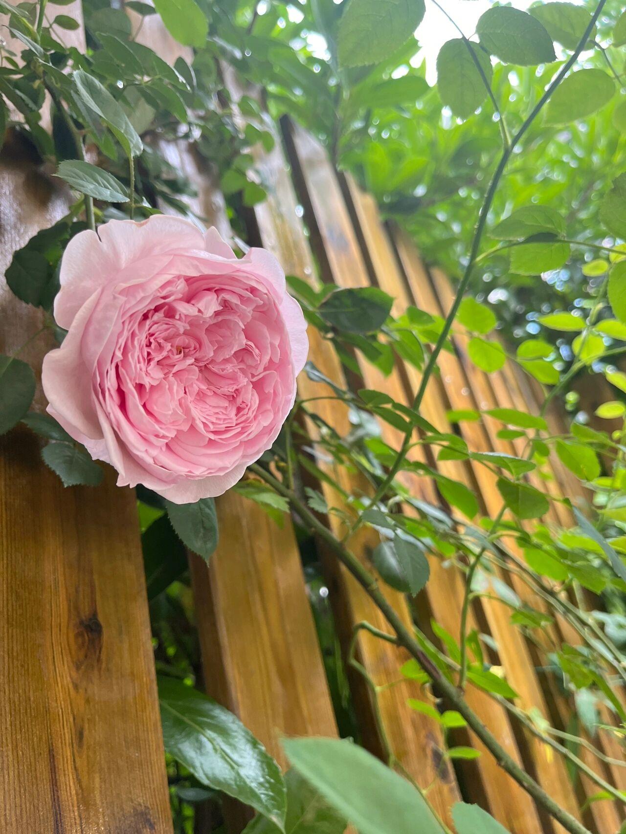 一樓花園裝修效果圖_重慶奧林匹克花園一期2樓戶型圖_5圖汪府花園1樓